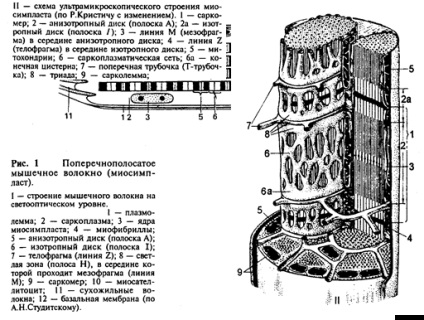 Țesutul musculaturii scheletale - histogeneza, trăsăturile morfo-funcționale și histochimice ale musculaturii