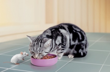 Hányszor egy nap etetni a macska természetes és ipari etetés, ház állatok