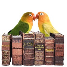 tanítani egy papagáj beszélni szavak