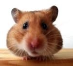 Moartea unui hamster iubit a cauzat un accident vascular cerebral la școală ➤ portal medical 