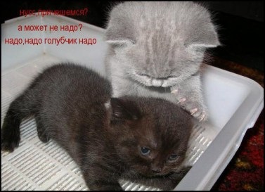 Imagini amuzante și fotografii cu pisici și pisoi