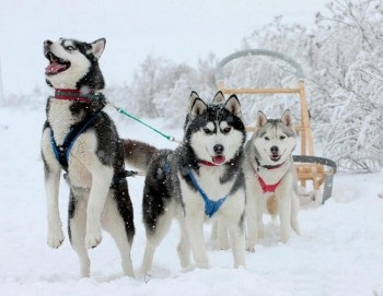 Câini de zăpadă - Husky, Teritoriul Primorye