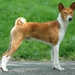 Dog Basenji fotografie, preț, descrierea rasei, cât de mult este și unde să cumperi, caracterul, caracteristica,