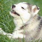 Un câine mănâncă iarbă sau nu, rasaritul de nord