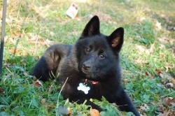 Dog description schipperke rasa, preț și fotografie