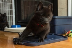 Dog description schipperke rasa, preț și fotografie