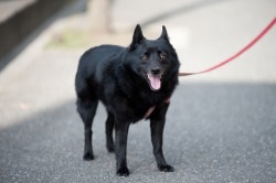 Dog description schipperke rasa, preț și fotografie