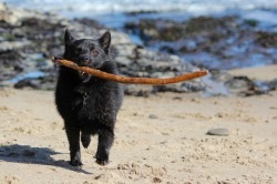 Dog description schipperke rasa, preț și fotografie