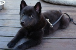 Dog description schipperke rasa, preț și fotografie