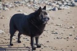 Dog description schipperke rasa, preț și fotografie