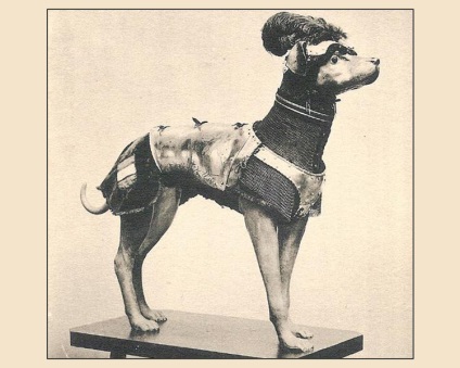 Câine în armură (câini de război spanioli)
