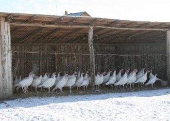 Conținutul de curcani în timpul iernii