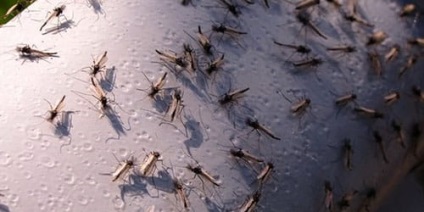 Visele de țânțari la ceea ce visurile de țânțari într-un vis