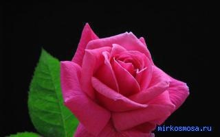 Interpretarea visului trandafirului, interpretarea visului trandafirului, ceea ce visă și ceea ce înseamnă visul, în care a fost visat trandafirul
