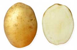 Soiuri de fotografie și descriere de cartofi