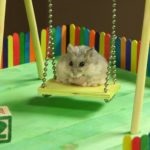 Indiferent dacă hamsterii dorm în timpul iernii