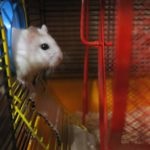 Indiferent dacă hamsterii dorm în timpul iernii