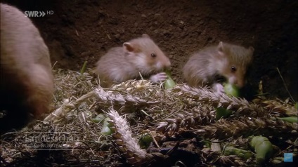 Indiferent dacă hamsterii dorm în timpul iernii