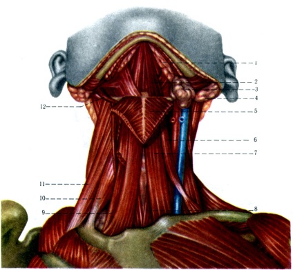Medii musculare ale gâtului 1978 margini a