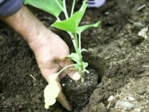 Condiții și metode de plantare a culturilor
