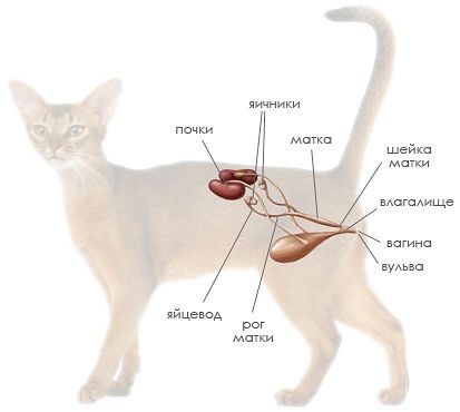 Sterilizarea pisicilor și castrarea pisicilor - de ce are nevoie de o grădiniță de Kurilian Bobtails -