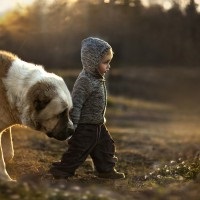 Stresul la câini - depășirea cu ajutorul metodei ttouch