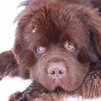 Stresul la câini - depășirea cu ajutorul metodei ttouch