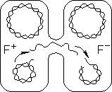 Structura celulei bacteriene