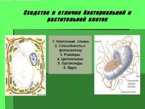 Structura comparării celulelor și a bacteriilor animalelor, diferența de structură