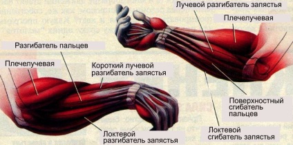 A szerkezet a kéz ízületeit