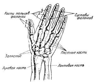 Structura articulațiilor mâinii