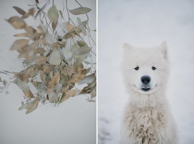 Fotografia de nunta in timpul iernii pe strada si natura - idei si fotografii