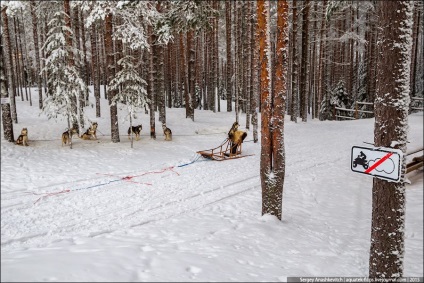 Unitatea de test a echipelor de câine, viața pe fotografie