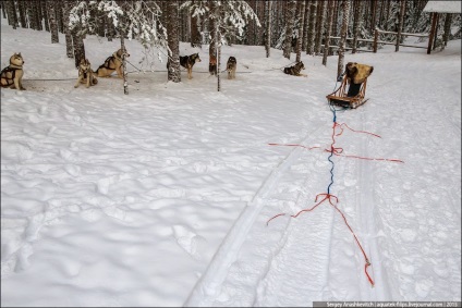 Unitatea de test a echipelor de câine, viața pe fotografie