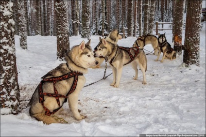 Unitatea de test a echipelor de câine, viața pe fotografie