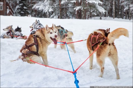 Unitatea de test a echipelor de câine, viața pe fotografie