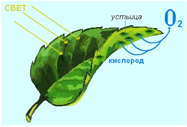 Testul biologic 