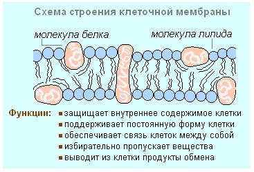 Testul biologic 