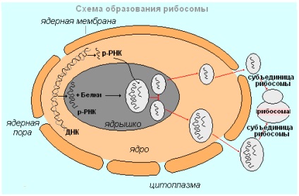 Testul biologic 