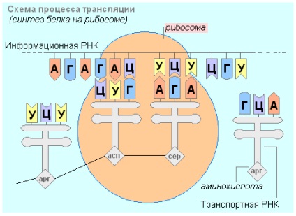 Testul biologic 