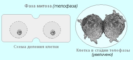 Testul biologic 