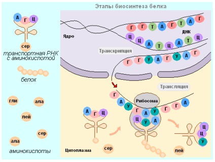 Testul biologic 