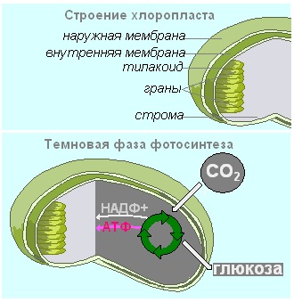 Testul biologic 