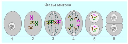 Testul biologic 