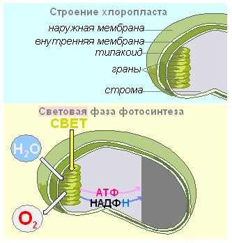 Testul biologic 