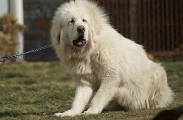 Tibetanul Mastiff - aiveda