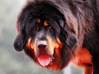 Tibetanul Mastiff - aiveda