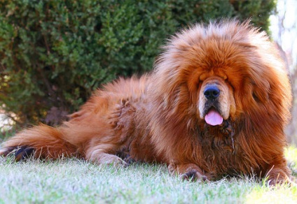 Tibetanul Mastiff - aiveda