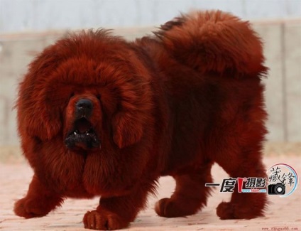 Tibetanul Mastiff - aiveda