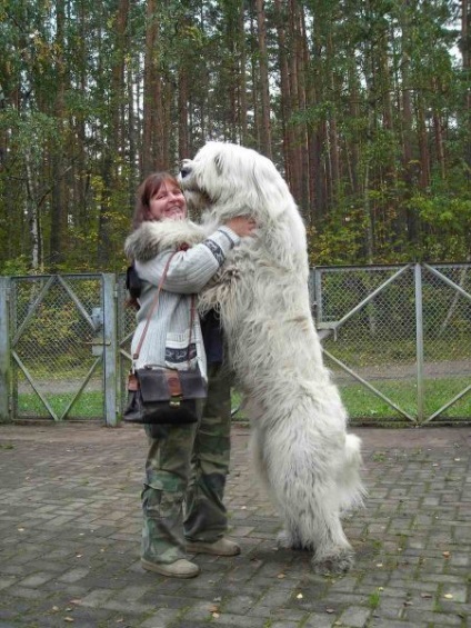 Tibetanul Mastiff - aiveda